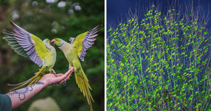 I Thought Winter Had Turned Green In London, Until I Realized It Was A Thousand Parakeets (35 Pics)