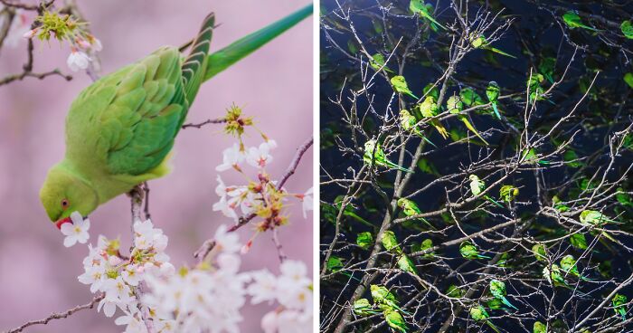 I Thought Winter Had Turned Green In London, Until I Realized It Was A Thousand Parakeets (35 Pics)