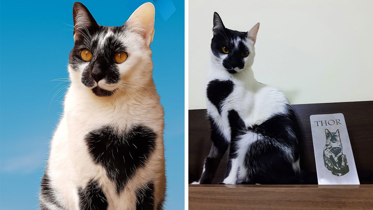 Thor the cat with a distinct heart-shaped mark on its chest sitting beside its award for Brazilu2019s most beautiful cat.