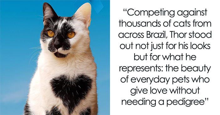Meet Thor, The Cat With A Heart-Shaped Mark Who Just Won Brazil’s Most Beautiful Cat Title
