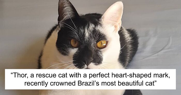 Meet Thor, The Cat With A Heart-Shaped Mark Who Just Won Brazil’s Most Beautiful Cat Title