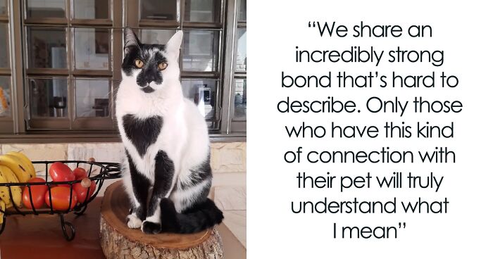 Meet Thor, The Cat With A Heart-Shaped Mark Who Just Won Brazil’s Most Beautiful Cat Title