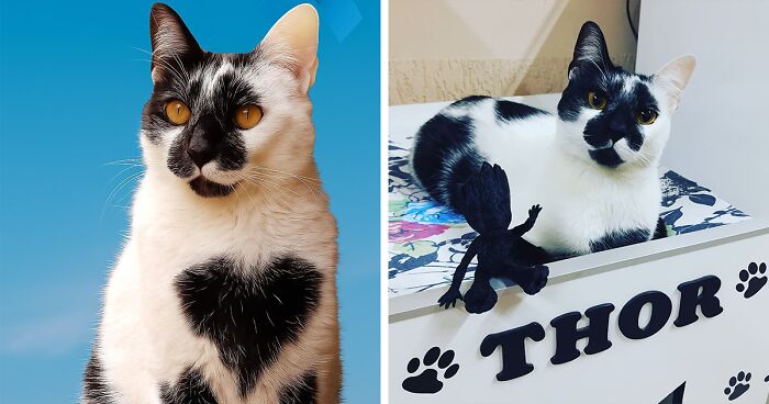 Meet Thor, The Cat With A Heart-Shaped Mark Who Just Won Brazil’s Most Beautiful Cat Title