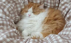 50 Funny And Adorable Cat Memes For Anyone Who’s Obsessed With Them