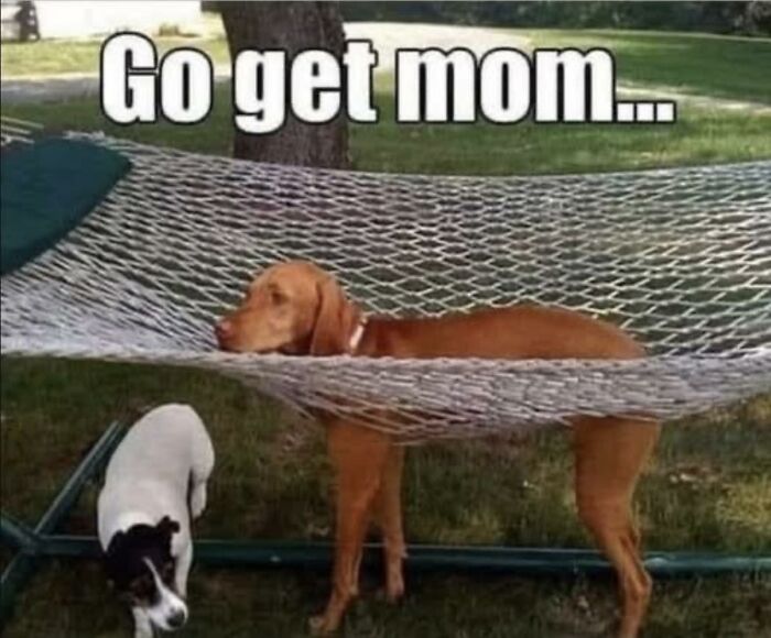 Two dogs with one stuck in a hammock and the caption go get mom, funny memes brightening dark winter days.
