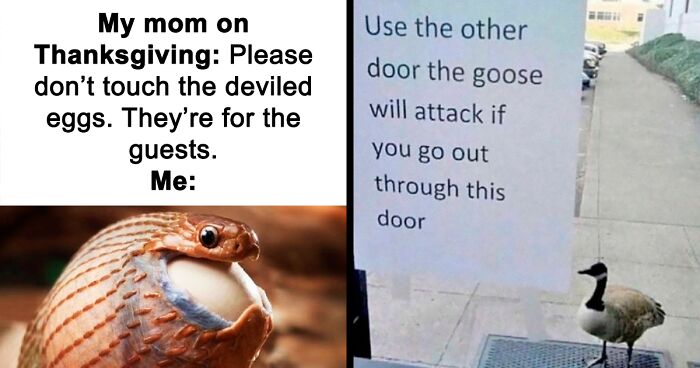 69 Cute And Sweet Animal Memes To Give You A Reason To Smile Today (New Pics)