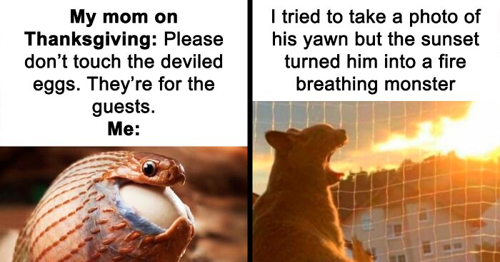 69 Cute And Sweet Animal Memes To Give You A Reason To Smile Today (New Pics)