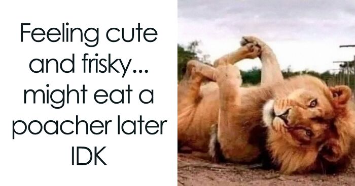69 Funny Memes For Your Daily Dose Of Cute Animal Content (New Pics)