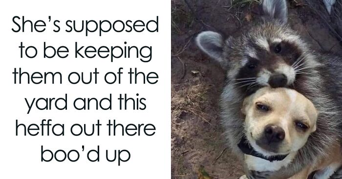 69 Funny Memes For Your Daily Dose Of Cute Animal Content (New Pics)