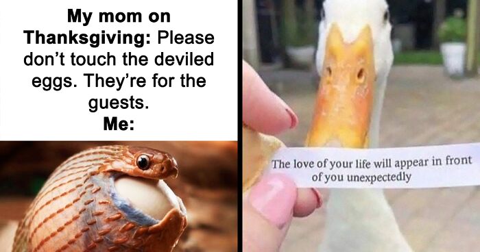 69 Cute And Sweet Animal Memes To Give You A Reason To Smile Today (New Pics)