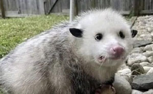 69 Funny Memes For Your Daily Dose Of Cute Animal Content (New Pics)