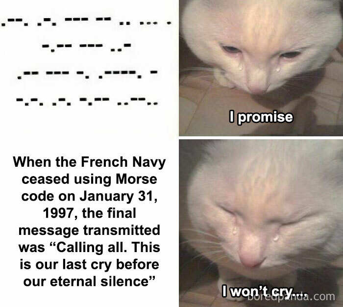 Sad white cat crying with text about the French Navy's last Morse code message in history class memes.