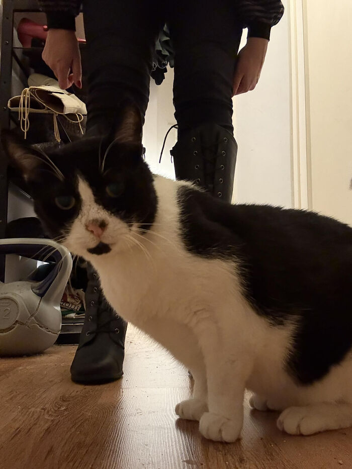 Black and white cat on wooden floor with person wearing lace-up black boots in the background, unhinged Vinted posts context.