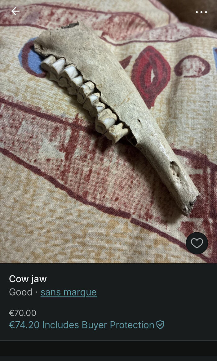 Cow jawbone with teeth displayed on patterned fabric in an unusual Vinted post prompting a second take from viewers.