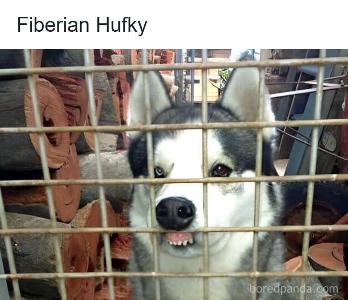 Husky dog behind a rusty metal cage with stacked firewood, capturing humor from Eastern Europe childhood memes.