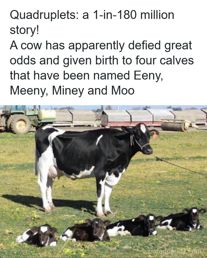 Cow with quadruplets named Eeny, Meeny, Miney, and Moo featured in a collection of funniest dad jokes about animals.