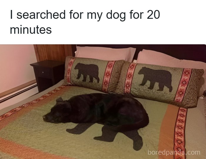 Dog camouflaged on bed with bear print blanket and pillows, a relatable hilarious pic from Eastern Europe humor memes.