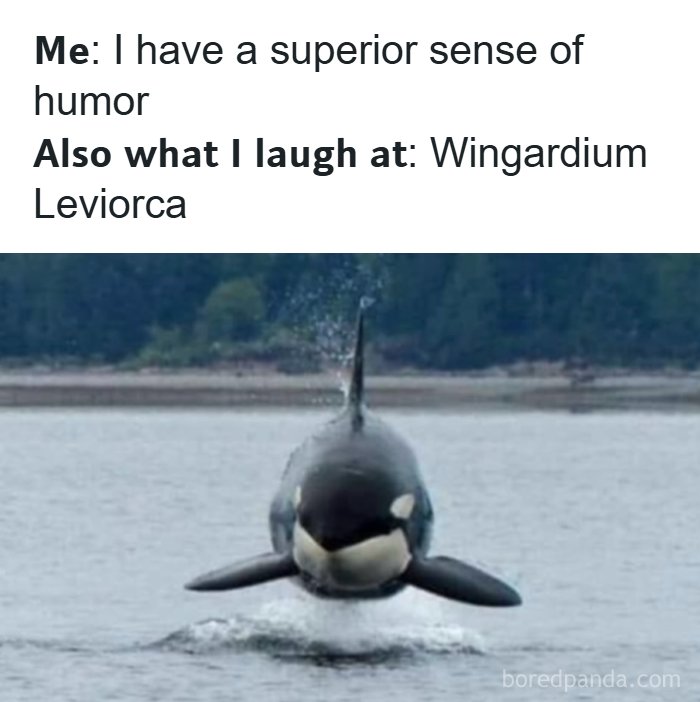 Orca whale jumping out of water paired with a funny dad joke about having a superior sense of humor and laughing at Wingardium Leviorca.