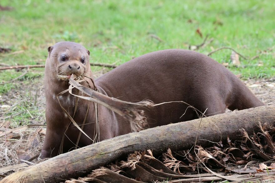 River otter chewing on a branch in a natural habitat showcasing nature's most formidable predators.