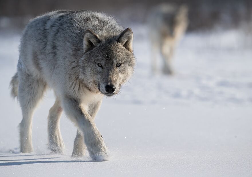 Gray wolf stalking through snowy landscape, showcasing one of nature's most formidable predators in the wild.