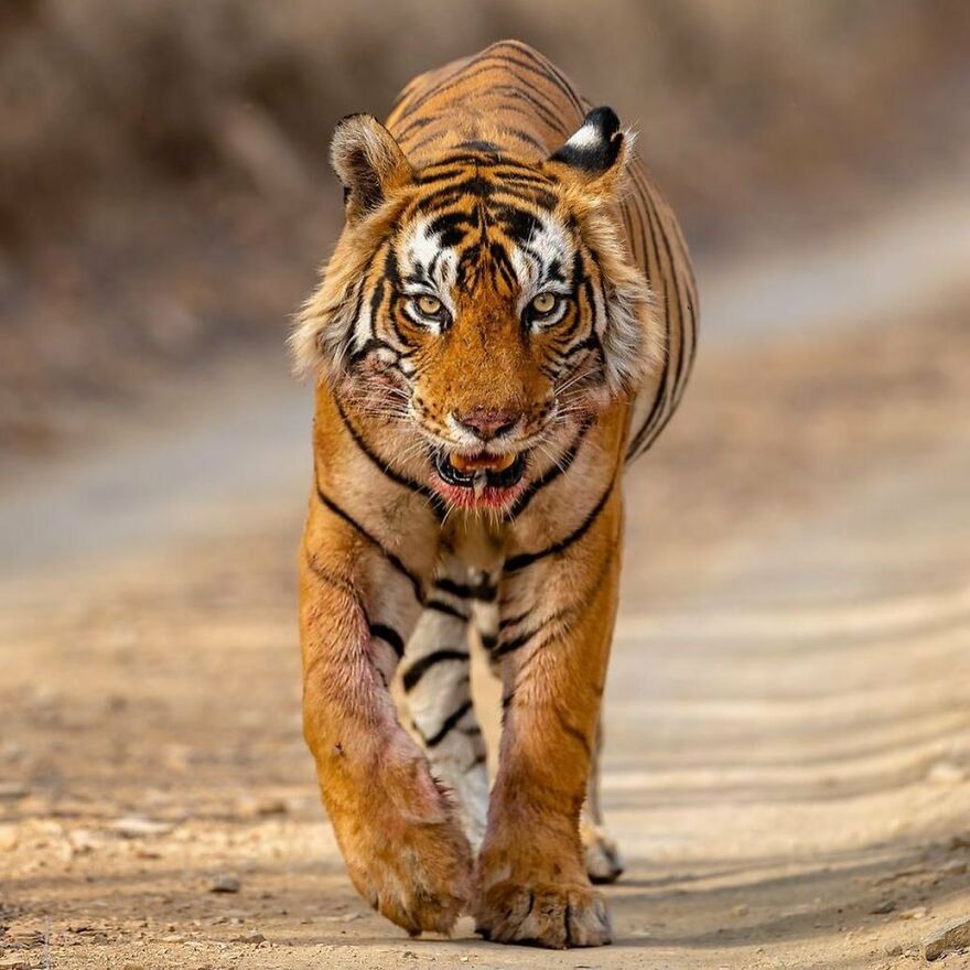 Bengal tiger walking on a dirt path showcasing one of nature's most formidable predators in the wild.