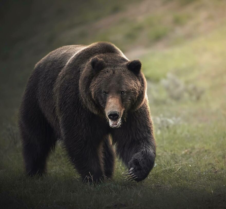 Brown bear walking through grassy terrain representing nature's most formidable predators in the wild.