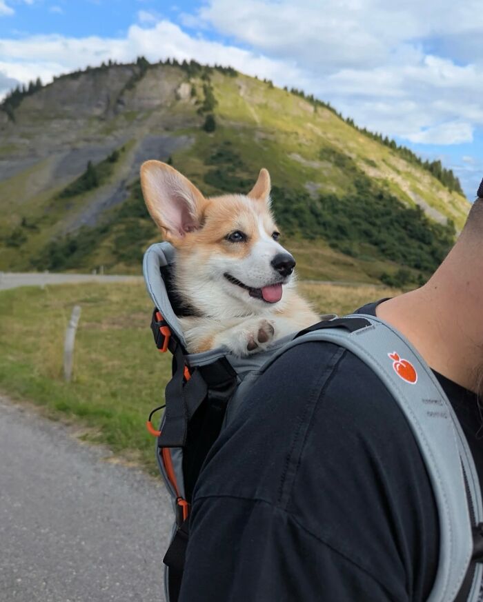 Corgi dog in a backpack being carried outdoors with mountains in the background during a city adventure.