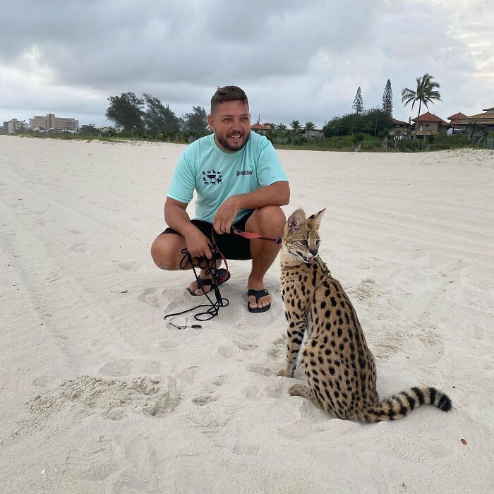 Man crouching on a sandy beach holding leash near a serval cat, showcasing a unique wild animal bond. Man crouching on a sandy beach holding leash near a serval cat, showcasing a unique wild animal bond.