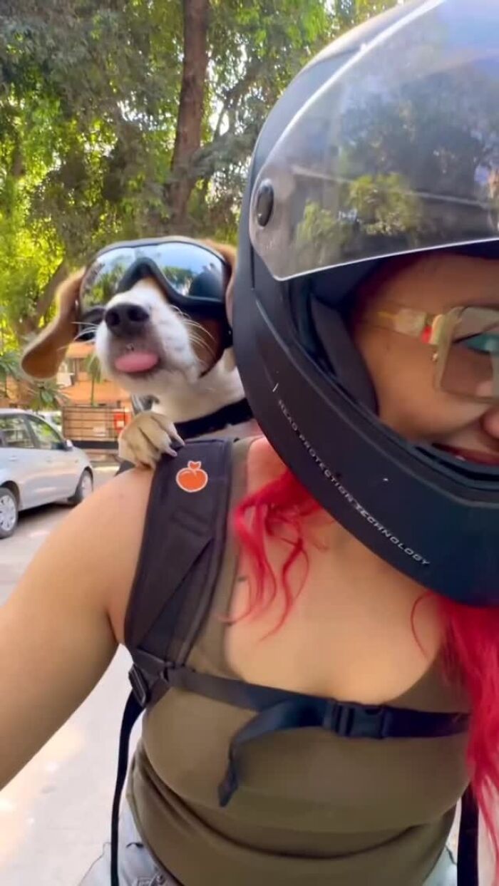 Dog wearing goggles in a backpack on a person riding a motorcycle, enjoying city adventures on a sunny day.