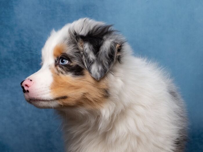 Fluffy Australian Shepherd dog with blue eyes in a studio portrait, showcasing one of the best dog photos worldwide.