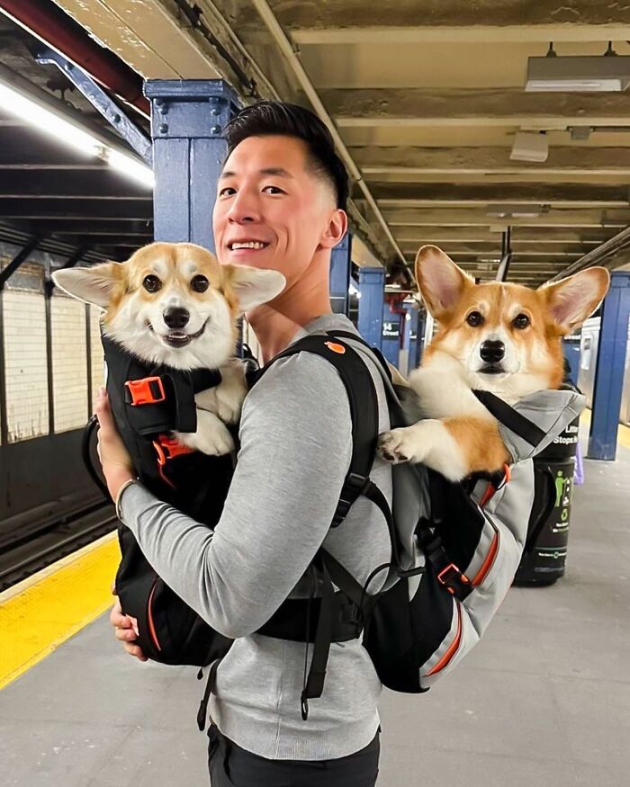 Man carrying two corgis in backpacks on a subway platform, showcasing dogs in backpacks enjoying city adventures.