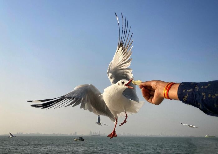 Seagull in flight eating food from a person's hand near the waterfront in Mumbai street life scene.
