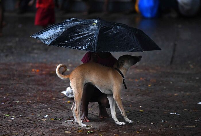 Street photo of a dog and child sharing an umbrella on a wet Mumbai street capturing everyday life.