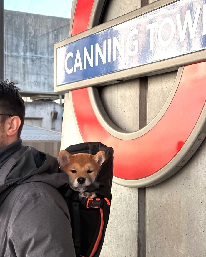 Shiba Inu dog in a backpack riding with its owner near a Canning Town subway station during a city adventure.