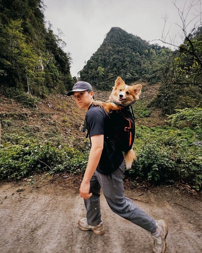 Man hiking with a dog in a backpack enjoying city adventures surrounded by lush green mountains.