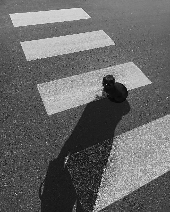 Black cat sitting on a pedestrian crossing with strong shadows creating a minimalism art photography effect.