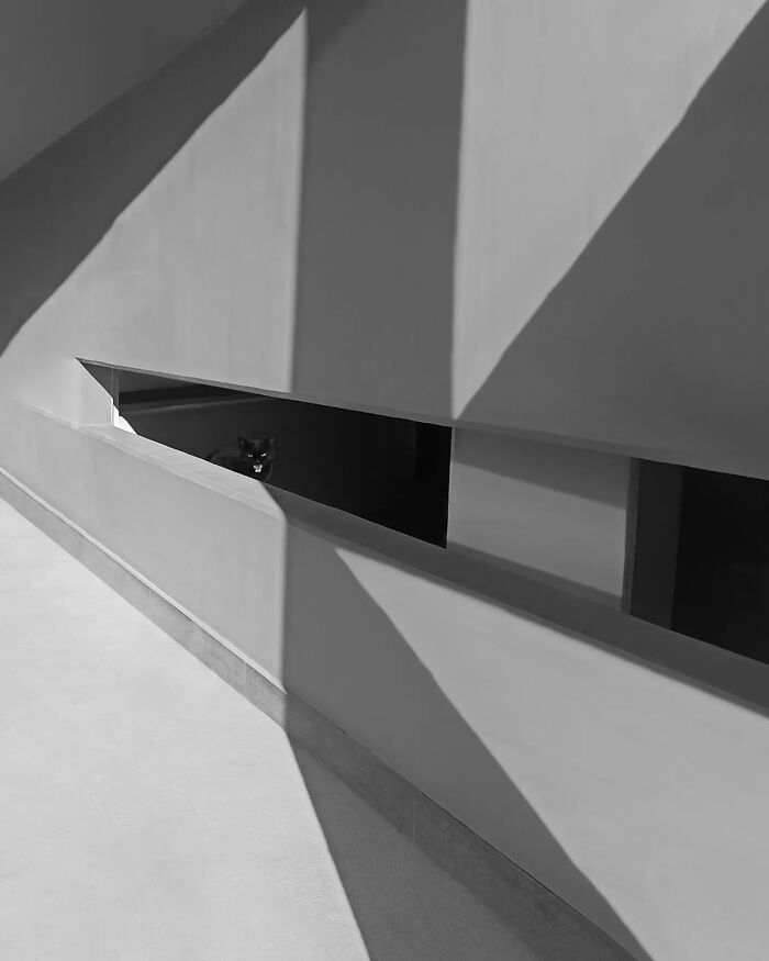 Black and white minimalism photo featuring geometric shadows and a cat peering through an architectural opening.