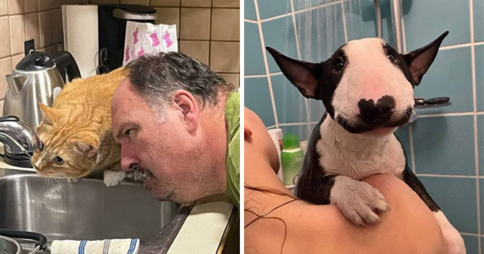 39 Hilarious “Important Animal Images,” As Shared By This Page Dedicated To All Sizes And Species (New Pics)