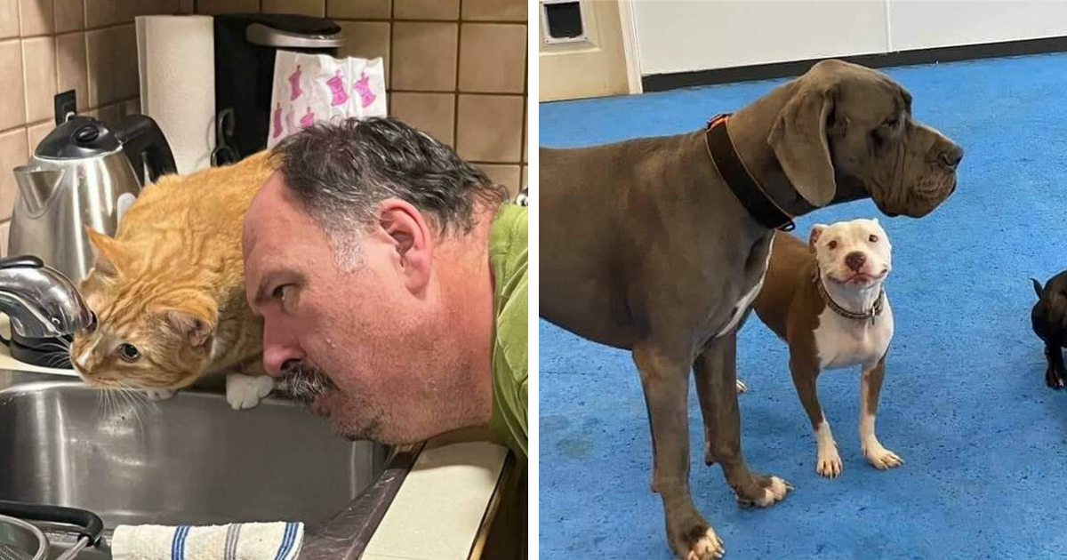 40 Hilarious Moments Caught On Camera, As Shared By “Important Animal Images” | Bored Panda