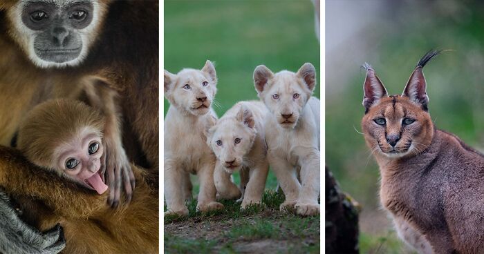 40 Stunning Wildlife Shots Taken With Just a Camera And A Lot of Time