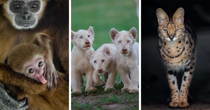 40 Stunning Moments From Nature I Captured Without Expensive Equipment