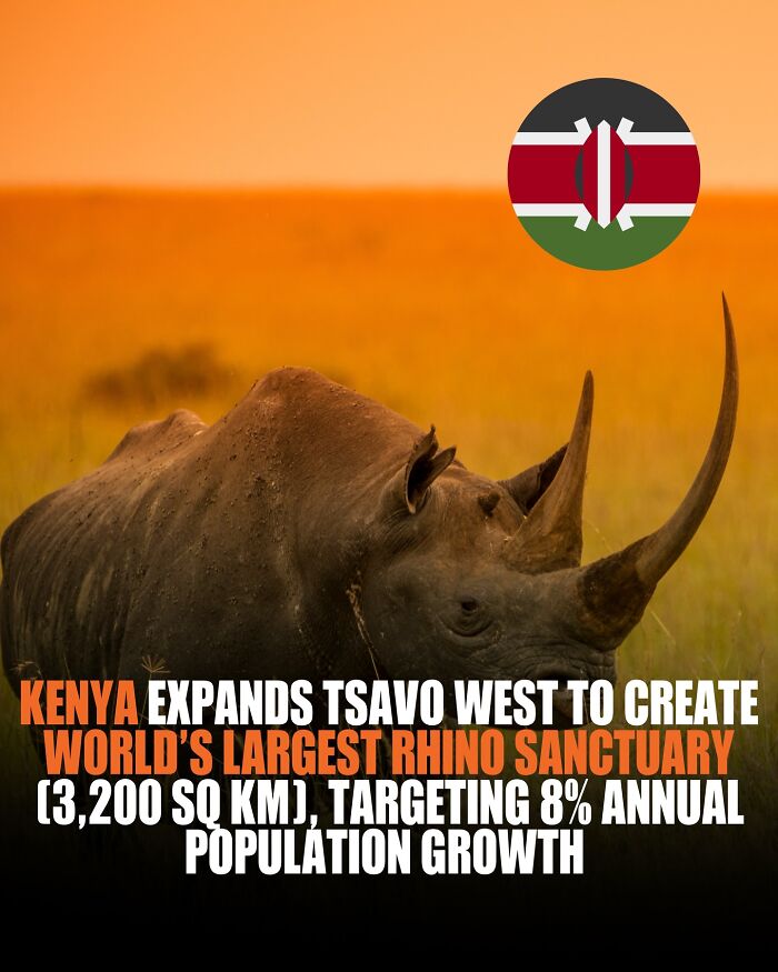 Rhino in Kenya's Tsavo West, highlighting world’s largest rhino sanctuary and facts about wildlife conservation growth. Rhino in Kenya's Tsavo West, highlighting world’s largest rhino sanctuary and facts about wildlife conservation growth.