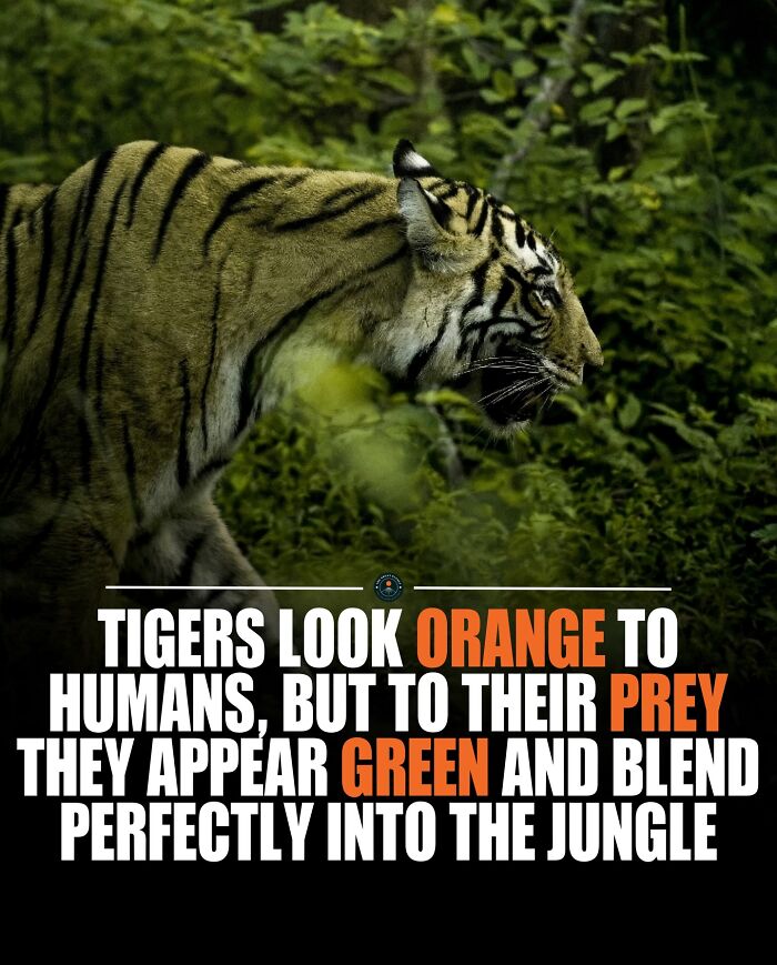 Tiger in dense green jungle foliage with facts about prey vision, highlighting new knowledge and interesting world facts.