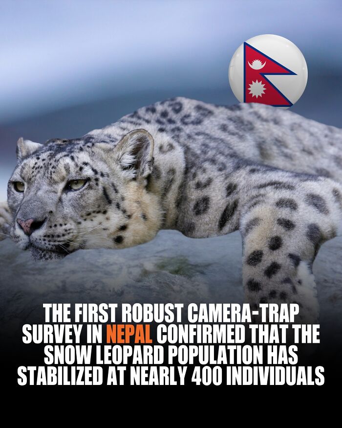 Snow leopard resting on a rock in Nepal, highlighting new knowledge and facts about wildlife population stability.
