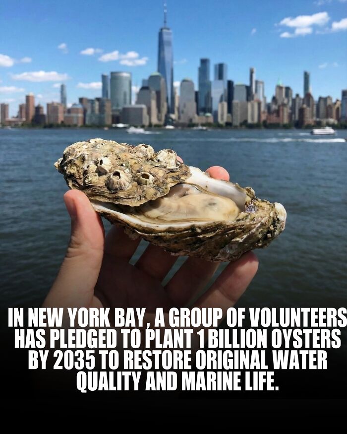 Hand holding an oyster in New York Bay with city skyline in background representing new knowledge and facts about the world. Hand holding an oyster in New York Bay with city skyline in background representing new knowledge and facts about the world.