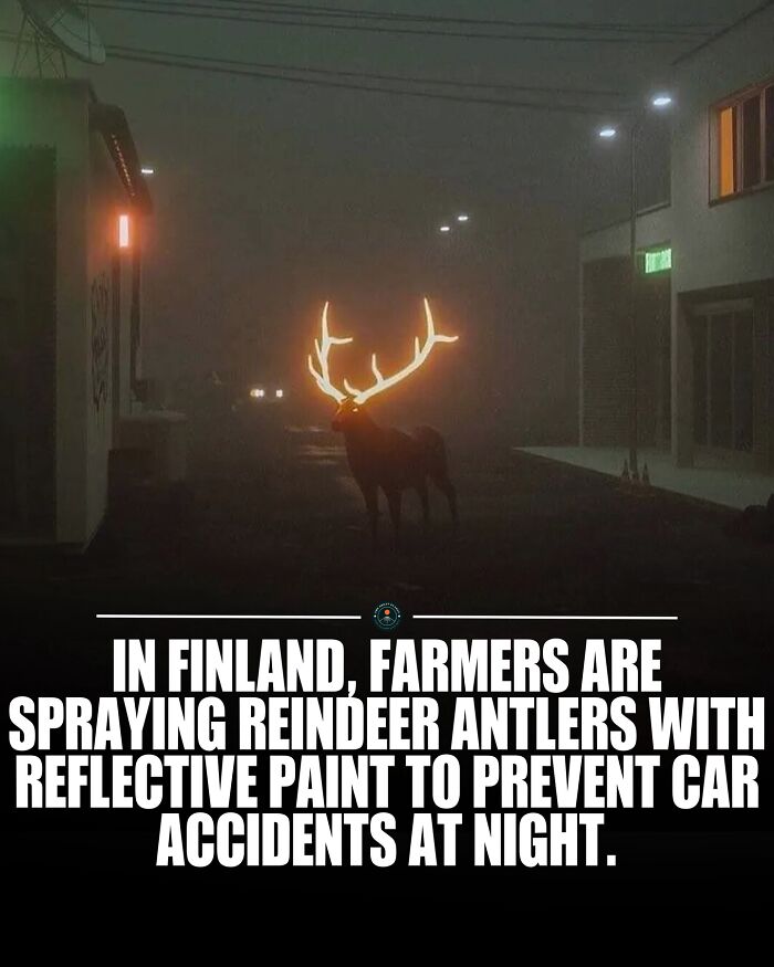Reindeer with glowing reflective antlers at night in Finland, illustrating unique facts about the world and safety measures.