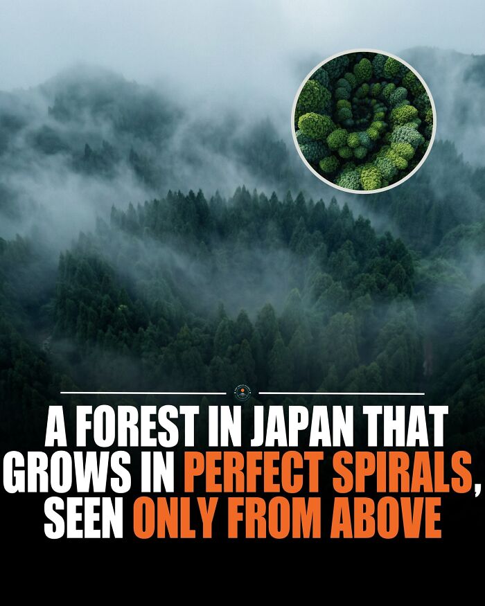 A forest in Japan growing in perfect spirals, showcasing unique natural knowledge and fascinating world facts from above.
