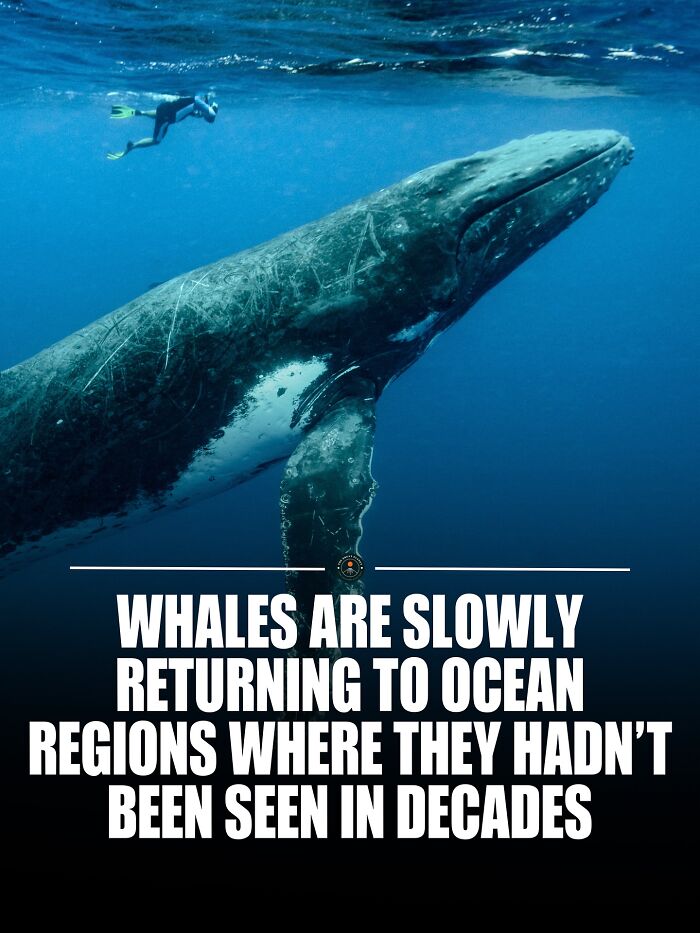 A large whale swimming underwater near a diver, illustrating new knowledge and facts about the world’s ocean life.