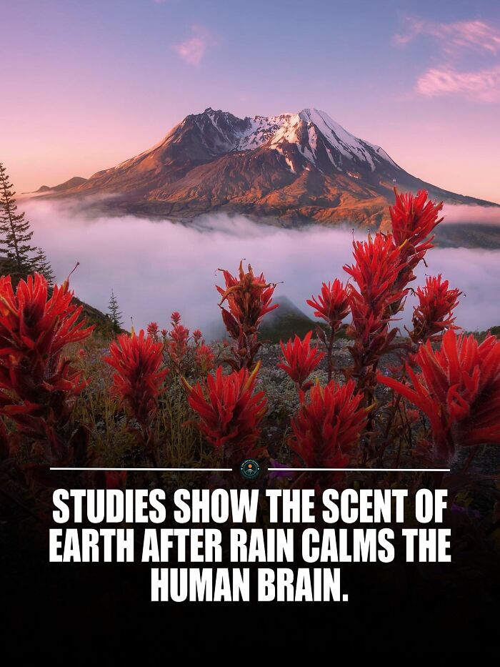 Mountain landscape with red flowers and mist, illustrating knowledge and facts about the world in nature studies.
