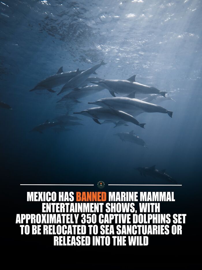 A group of dolphins swimming underwater, highlighting new knowledge and facts about marine life and the world. A group of dolphins swimming underwater, highlighting new knowledge and facts about marine life and the world.